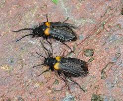 Attēlu rezultāti vaicājumam “Meloidae”