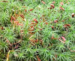 Attēlu rezultāti vaicājumam “Polytrichastrum pallidisetum cells”