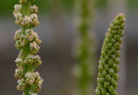 Attēlu rezultāti vaicājumam “Triglochin maritimum”