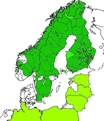 Attēlu rezultāti vaicājumam “Dendrophagus crenatus”