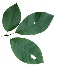 Attēlu rezultāti vaicājumam “Magnolia acuminata leaf”