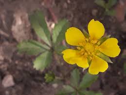 Attēlu rezultāti vaicājumam “Potentilla erecta bud”