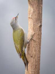 Attēlu rezultāti vaicājumam “Picus canus”