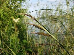 Attēlu rezultāti vaicājumam “Carex acuta”