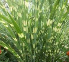 Image result for Miscanthus sinensis Zebrina