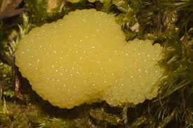 Attēlu rezultāti vaicājumam “Stemonitis foliicola macro”