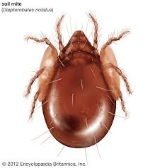 Attēlu rezultāti vaicājumam “Acari”