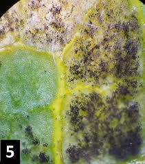 Attēlu rezultāti vaicājumam “Cribraria aurantiaca var. persoonii spores”