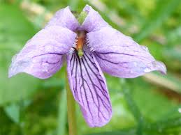Attēlu rezultāti vaicājumam “Viola palustris flower”