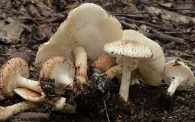 Attēlu rezultāti vaicājumam “Lepiota aspera”