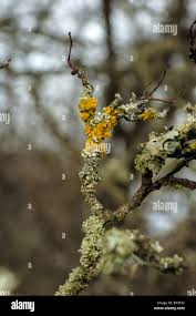 Attēlu rezultāti vaicājumam “Xanthoria polycarpa”