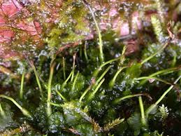 Attēlu rezultāti vaicājumam “Phaeoceros laevis subsp. carolinianus”