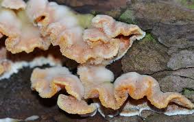 Attēlu rezultāti vaicājumam “Skeletocutis amorpha”