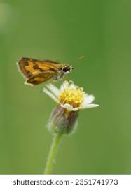 Attēlu rezultāti vaicājumam “Hesperia comma male”