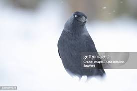 Attēlu rezultāti vaicājumam “Corvus monedula adult”