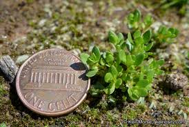 Attēlu rezultāti vaicājumam “Licea minima macro”