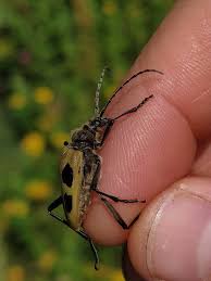 Attēlu rezultāti vaicājumam “Pachyta quadrimaculata”