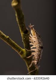 Attēlu rezultāti vaicājumam “Thyatira batis larva”