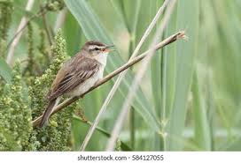 Attēlu rezultāti vaicājumam “Acrocephalus schoenobaenus”