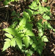 Image result for Myrrhis odorata