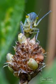 Attēlu rezultāti vaicājumam “Lamprotettix nitidulus”