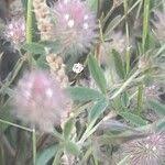 Attēlu rezultāti vaicājumam “Trifolium arvense fruit”