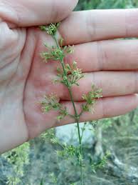 Attēlu rezultāti vaicājumam “Silene borysthenica flower”