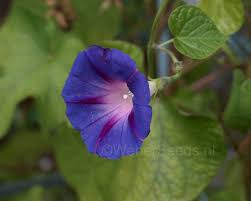 Image result for Ipomoea purpurea