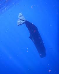 Image result for Physeter macrocephalus