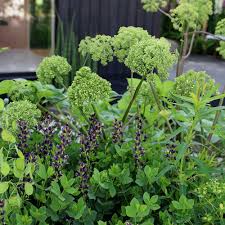 Image result for Angelica archangelica