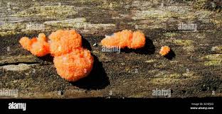 Attēlu rezultāti vaicājumam “Symphytocarpus flaccidus young”