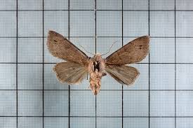 Attēlu rezultāti vaicājumam “Orthosia munda”