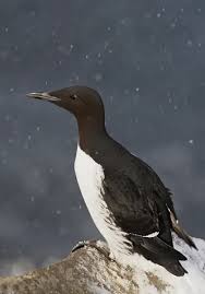 Image result for Uria aalge