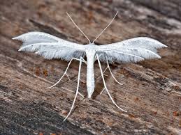 Attēlu rezultāti vaicājumam “Pterophorus pentadactyla”