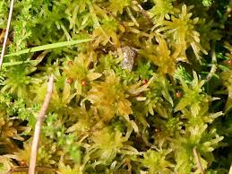 Attēlu rezultāti vaicājumam “Sphagnum palustre”