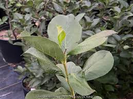 Attēlu rezultāti vaicājumam “Aronia melanocarpa leaf”