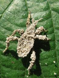 Attēlu rezultāti vaicājumam “Reduvius personatus”