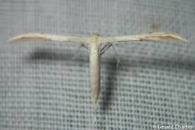 Attēlu rezultāti vaicājumam “Adaina microdactyla”