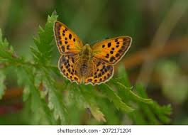 Attēlu rezultāti vaicājumam “Lycaena virgaureae”