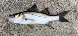 Image result for Centropomus parallelus