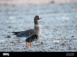 Attēlu rezultāti vaicājumam “Anser albifrons adult”