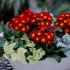 Attēlu rezultāti vaicājumam “Primula x margotae flower”