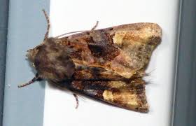 Attēlu rezultāti vaicājumam “Euplexia lucipara”