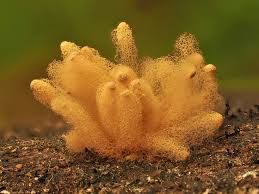 Attēlu rezultāti vaicājumam “Oligonema favogineum sessile”