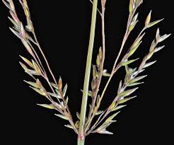 Attēlu rezultāti vaicājumam “Agrostis canina leaf”