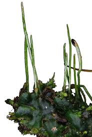 Attēlu rezultāti vaicājumam “Phaeoceros laevis subsp. carolinianus”