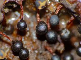 Attēlu rezultāti vaicājumam “Trichia botrytis”