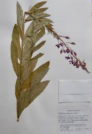 Image result for Epilobium angustifolium