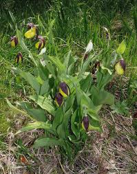 Attēlu rezultāti vaicājumam “Cypripedium calceolus leaf”