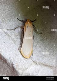 Attēlu rezultāti vaicājumam “Eilema depressa”